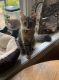 Other Cats for sale in Woodbridge, VA 22191, USA. price: NA