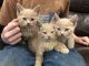 Other Cats for sale in Suffolk, VA 23434, USA. price: NA