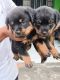 Other Puppies for sale in Dehradun, Uttarakhand, India. price: 20000 INR