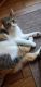 Other Cats for sale in Orland Park, IL, USA. price: NA