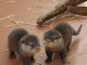 Otter Animals for sale in Pittsburgh, PA, USA. price: $350