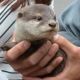 Otter Animals for sale in Alpha St, Bloomington, IL 61701, USA. price: $400
