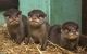 Otter Animals for sale in Philadelphia, PA, USA. price: $500