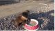 Otter Animals for sale in Virden, IL 62690, USA. price: $600