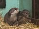 Otter Animals for sale in Lake Oswego, OR, USA. price: $350