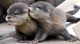 Otter Animals for sale in Newtown Square, PA 19073, USA. price: $350