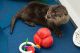 Otter Animals for sale in Kansas, IL 61933, USA. price: $420