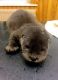 Otter Animals for sale in Cambridge, MA, USA. price: NA