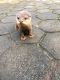 Otter Animals for sale in Portland, OR 97267, USA. price: NA