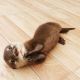 Otter Animals for sale in 2669 Main St, Weirton, WV 26062, USA. price: NA