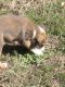 Otterhound Puppies