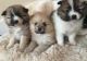 Pachon Navarro Puppies for sale in Ascension Island, ASCN 1ZZ, Saint Helena, Ascension and Tristan da Cunha. price: 230 SHP