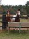 Paint horse Horses for sale in 308 Pasture Rd, Perkinston, MS 39573, USA. price: NA