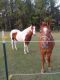 Paint horse Horses