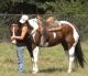 Paint Quarter Horse Horses for sale in Raleigh, NC, USA. price: NA
