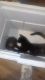 Painted Turtle Reptiles for sale in Fair Haven, New Haven, CT, USA. price: $125