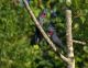 Palm Cockatoo Birds