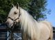 Palomino Horses for sale in Aucklands, 3524 JJ Utrecht, Netherlands. price: 5000 EUR