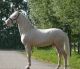 Palomino Horses for sale in Aucklands, 3524 JJ Utrecht, Netherlands. price: 5900 EUR