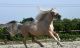 Palomino Horses for sale in Seattle Ferry Terminal, Seattle, WA 98104, USA. price: NA