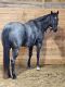 Palomino Horses for sale in New York, NY, USA. price: NA
