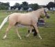 Palomino Horses for sale in Mt Pleasant, SC 29466, USA. price: NA