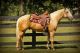 Palomino Horses for sale in Los Angeles, CA, USA. price: NA