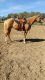 Palomino Horses for sale in Visalia, CA, USA. price: NA