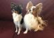 Papillon Puppies for sale in Green Bay, WI, USA. price: NA