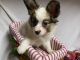 Papillon Puppies for sale in Cedar Park, TX, USA. price: $1,500