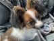 Papillon Puppies for sale in Springfield, OR, USA. price: NA