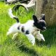 Papillon Puppies for sale in Virginia, MN, USA. price: NA