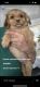 Papillon Puppies for sale in Glen Burnie, MD, USA. price: NA