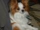 Papillon Puppies for sale in Claremont, NH, USA. price: NA