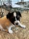 Papillon Puppies for sale in Axton, VA 24054, USA. price: $1,500