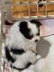 Papillon Puppies for sale in Fulton, MO 65251, USA. price: $1,000