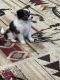 Papillon Puppies for sale in Greenville, TX, USA. price: $150,000