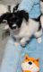 Papillon Puppies for sale in Lancaster, OH 43130, USA. price: $1,650