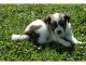 Papillon Puppies for sale in Okemos, Meridian Charter Township, MI, USA. price: NA