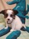 Papillon Puppies for sale in Fort Smith, AR, USA. price: $2,500