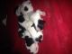 Papillon Puppies for sale in Derry, NH 03038, USA. price: NA
