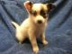 Papillon Puppies for sale in Sioux Falls, SD, USA. price: NA