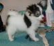 Papillon Puppies for sale in Kansas City, MO, USA. price: NA