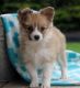Papillon Puppies for sale in Grand Prairie, TX, USA. price: NA
