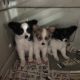 Papillon Puppies for sale in Sussex, NJ 07461, USA. price: NA