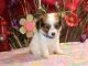 Papillon Puppies for sale in Los Angeles, CA, USA. price: NA