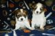 Papillon Puppies for sale in Spokane, WA, USA. price: $500