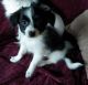 Papillon Puppies for sale in Manchester, NH, USA. price: NA