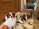 Papillon Puppies for sale in Beverly Hills, CA, USA. price: NA