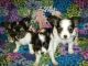 Papillon Puppies for sale in Los Angeles, CA 90012, USA. price: NA